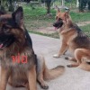 Schäferhund Welpen abzugeben