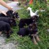 Schäferhund Welpen abzugeben