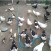 Enten und Hühner Fleisch FARM-PRAKTIKUM