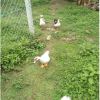 Enten und Hühner Fleisch FARM-PRAKTIKUM