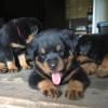 Rottweiler Welpen abzugeben