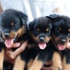 Rottweiler Welpen abzugeben