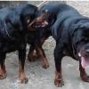 Rottweiler Welpen abzugeben