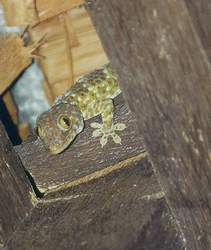  Ein ausgewachsener Tokay. Die Echse beisst schon mal zu. 
