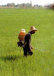 In der Landwirtschaft werden die Schädlinge mit allen zur Verfügung stehenden chemischen Mitteln bekämpft. Kaum einer fragt nach den Folgen für die Menschen.