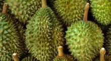 Geliebt und gehasst: Die Durian.