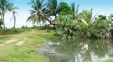 Zur Regenzeit präsentiert sich der Isaan, der abgelegene Nordosten des Königreiches, in satten Grüntönen. Überschwemmte Reisfelder, im Bild die Provinz Chaiyaphum, prägen das Landschaftsbild. Fotos: bj