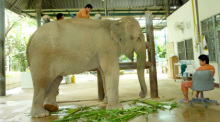 Im Elefantenspital der Friends of Asean Elephants werden verletzte Dickhäuter behandelt. Heute klagt ein Patient über Bauchweh und kommt an den Tropf.  Fotos: bj