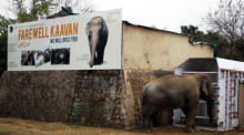 Elefant Kaavan wird aus Islamabad nach Kambodscha zurückkehren. Foto: epa/Sohail Shahzad