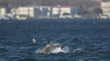Delfine schwimmen im Meer, nachdem sich der Seeverkehr aufgrund des Coronavirus verlangsamt hat. Foto: epa/Erdem Sahin