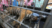 Mehr als gerettete Tiger aus dem umstrittenen Tiger sind gestorben. Foto: epa/Narong Sangnak
