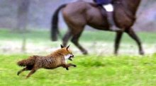 einen Fuchs, der an einem Reiter der Jagdgesellschaft des Herzogs von Beaufort nahe Shipton Moyne in Großbritannien vorbei läuft. Foto: Barry Batchelor/Press Association/dpa