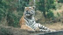 Ein Tiger in seinem Gehege im Zoo. Foto: epa/Zurab Kurtsikidse