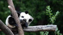 Ein Pandababy schläft. Symbolfoto: epa/HAYOUNG JEON