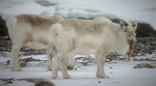 Spitzbergen-Rentiere fressen Tang. Wilde Rentiere im arktischen Norden Norwegens fressen Seetang, um sich an die Folgen des Klimawandels anzupassen. Foto: Brage B. Hansen/Ntnu/dpa