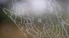 Ein Spinnennetz an einem Spätsommermorgen. Foto: epa/Mads Claus Rasmussen