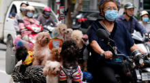 Ein Frau mit Gesichtsmaske fährt mit ihrem Fahrrad, beladen mit Hunden, in einer Straße in Hanoi. Foto: epa/Luong Thai Linh