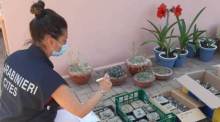 Auf diesem undatierten, von den Carabinieri zur Verfügung gestellten Bild kontrolliert eine Mitarbeiterin beschlagnahmte Pflanzen, hauptächlich Kakteen der Gattung Copiapoa, die nur in der extrem trockenen chilenischen At... Foto: Carabinieri/dpa