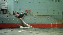 Walfänger auf dem Fangschiff "Kyo Maru" landen einen illegal getöteten Zwergwal im Südpolarmeer-Schutzgebiet an. Foto: epa/Cunningham