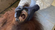 Orang-Utan erhält Covid-19-Vorsorgeuntersuchung in Malaysia. Foto: epa/Malaysias Sabah Wildlife Depart