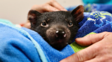 Tasmanischer Teufel Derrick. Tierärzte in Australien haben erstmals eine Katarakt-Operation bei einem Tasmanischen Teufel durchgeführt - und dem kleinen Derrick damit sein Augenlicht zurückgegeben. Foto: Aussie Ark/Dp