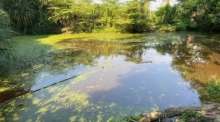 Schon halb befreit ist unser Teich von dem potenten, grünen Zeug, alles haben wir von Hand mühsam abgeschöpft. Fotos: hf