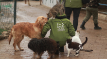 Wiebke Plasse von der Welttierschutzgesellschaft in Berlin wird bei ihrem Besuch der Angels Farm von Hunden und Katzen umringt. Foto: Kerem Bas/Welttierschutzgesellschaft /dpa