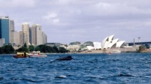 Buckelwal schwimmt im Hafen von Sydney. Foto: epa/Neil Patchett