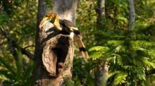 Der Helmhornvogel zählt zu den streng geschützten Vogelarten Südostasiens und ist durch Wilderei sowie den illegalen Wildtierhandel stark bedroht. Archivbild: Hornbill Research Foundation