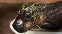 Das kleine Zwergflusspferd-Weibchen wird im Zoo Berlin gewogen. am 9. Mai brachte Zwergflusspferd-Dame Debbie ein Junges zur Welt, wie der Zoo mitteilte. Foto: Zoo Berlin/dpa