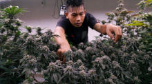 Thailand erlebt derzeit einen Cannabis-Hype. Foto: epa/Rungroj Yongrit