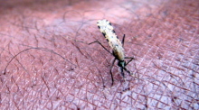 Eine Mücke der Gattung Anopheles gambiae, ein bekannter Überträger von Malaria, saugt Blut aus dem Arm eines Wissenschaftlers in Nairobi. Foto: Stephen Morrison/epa/dpa