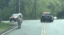 Dieses von der Washington State Patrol zur Verfügung gestellte Foto zeigt ein entkommenes Zebra. Foto: Washington State Patrol/Trooper Rick Johnson/public Information Officer / D2 / King County/x/dpa