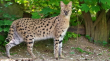 Serval Nia im Gehege des Krefelder Zoos. Die afrikanische Wildkatze ist aus dem Tierpark ausgebüxt und wird gesucht. Foto: Vera Gorissen/Stadt Krefeld/dpa