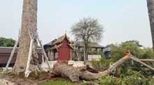 Ein großer Ast des historischen Yang-Na-Baums liegt nach dem Abbruch am Boden, im Hintergrund sind beschädigte Masten und Leitungen im Tempelgelände zu sehen. Fotos: Wat Chedi Luang