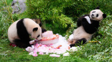 Eine Torte aus Eis, Gemüse und Früchten gibt es anlässlich des vierten Geburtstags für die Pandabären Pit und Paule im Berliner Zoo. Foto: Bernd von Jutrczenka/dpa