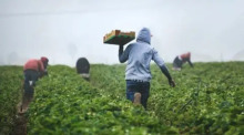 Das Bezirksgericht in Lappland hat zwei Angeklagte wegen Menschenhandels mit thailändischen Beerenpflückern verurteilt. Bild: NBT World