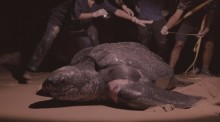 Eine Lederschildkröte legt nachts am Strand des Nationalparks in Phang Nga Eier ab, während Einsatzkräfte den Bereich sichern. Bild: Department of National Parks, Wildlife and Plant Conservation (DNP)