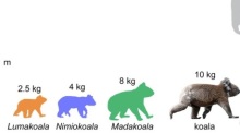 Größen-Schätzungen für Koalaarten aus Pwerte Marnte Marnte werden in einer undatierten grafischen Darstellung gezeigt. Foto: Arthur Crichton/Flinders University/dpa
