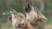 Zwei Wölfe aus dem Wolfcenter Dörverden. Foto: www.wolfcenter.de/dpa