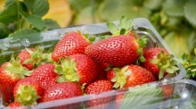 Eine Schale frischer Erdbeeren symbolisiert die Hoffnung auf Lösung des Visa-Streits zwischen Finnland und Thailand für die Erntesaison 2025. Foto: Pixabay/Robson Veneziani