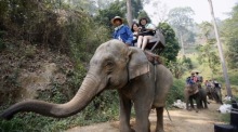 Touristen beim Elefantenreiten in Chiang Mai, Nord-Thailand. Foto: epa/Rungroj Yongrit
