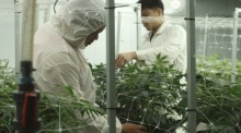 Die Regierung setzt bei Cannabisexporten künftig auf ein vollständig digitales Genehmigungsverfahren. Foto: epa/Narong Sangnak