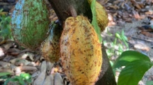 Die Kakaofrüchte sind mit Roten Ameisen übersät, die wissen eben auch, was gut zum Essen ist. Fotos: hf