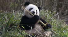 Panda-Dame Meng Meng läßt es sich im Zoo Berlin schmecken. Foto: Paul Zinken/dpa