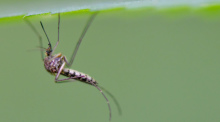 Eine Mücke der Art Aedes vexans hängt unter einem Blatt einer Pflanze. Foto: Patrick Pleul/dpa