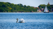 Ein Schwan schwimmt im Strelasund. Der Strelasund trennt bei Stralsund die Insel Rügen vom Festland. Foto: Stefan Sauer/dpa