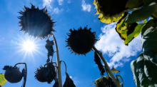 Vertrocknete Sonnenblumen stehen in der Sonne auf einem Feld. Foto: Sven Hoppe/dpa