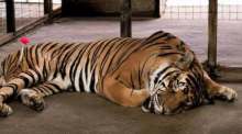 Tiger „Boem“ liegt nach der Narkose ruhig im Gehege, bevor die tierärztlichen Untersuchungen beginnen. Bild: Department of National Parks, Wildlife and Plant Conservation (DNP)