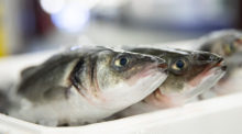 Frischer Wolfsbarsch bei einem Großhändler auf dem Fischmarkt in Hamburg-Altona (Symbolbild) Foto: dpa/Christian Charisius